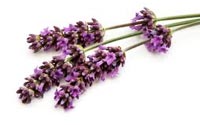 lavender sleep aid
